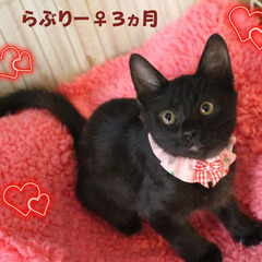  超超超甘えん坊の抱っこ大好きらぶりー＆らぶみー姉妹猫