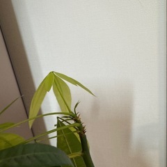 パキラ　ムーンライトの画像