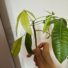 パキラ　ムーンライトの画像