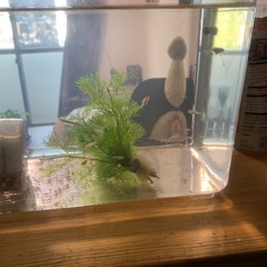 金魚の稚魚の画像