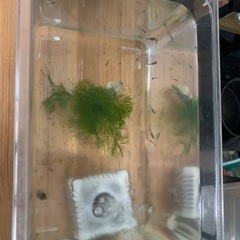 金魚の稚魚の画像