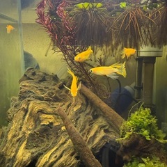 楊貴妃メダカ（ロングフィン〜天女の舞〜）稚魚５匹の画像