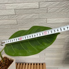 ★お値下げ★　②観葉植物 フィカス アルテシマ  スクエア　プラ深鉢3.5号　受け皿付き　の画像