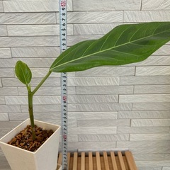 ★お値下げ★　②観葉植物 フィカス アルテシマ  スクエア　プラ深鉢3.5号　受け皿付き　の画像