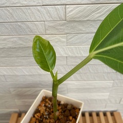 ★お値下げ★　②観葉植物 フィカス アルテシマ  スクエア　プラ深鉢3.5号　受け皿付き　の画像