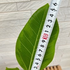 ★お値下げ★　③観葉植物 フィカス アルテシマ  スクエア　プラ深鉢3.5号　受け皿付き　の画像