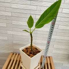 ★お値下げ★　③観葉植物 フィカス アルテシマ  スクエア　プラ深鉢3.5号　受け皿付き　の画像