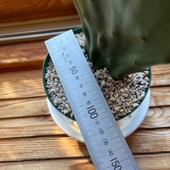 ウチワサボテンの画像