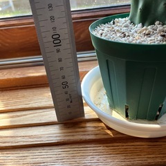 ウチワサボテンの画像