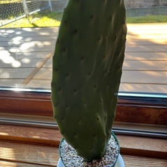 ウチワサボテンの画像