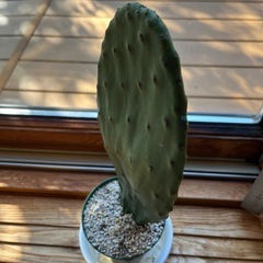 ウチワサボテンの画像