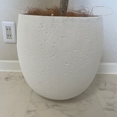 シェフレラ 140cm  鉢カバー付きの画像