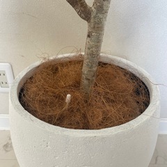 シェフレラ 140cm  鉢カバー付きの画像