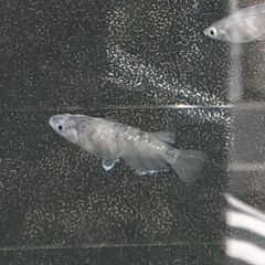 ★近松めだか（銀墨メダカ）