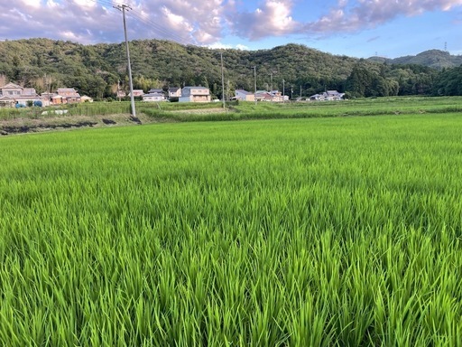 購入者決定
肥料にこだわったお米『 にこまる」玄米30kg