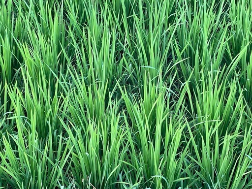 購入者決定
肥料にこだわったお米『 にこまる」玄米30kg