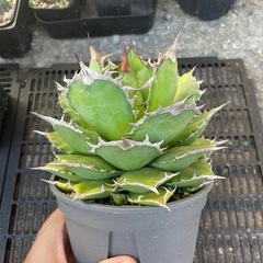 アガベ　オテロイの画像