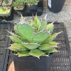 アガベ　オテロイの画像