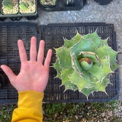 アガベ　オテロイの画像