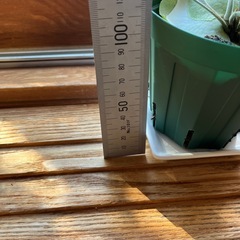 ビカクシダ　ベイチー(ビーチー)②の画像