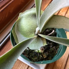 ビカクシダ　ベイチー(ビーチー)②の画像