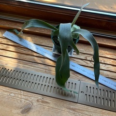 ビカクシダ　ベイチー(ビーチー)②の画像