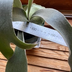 ビカクシダ　ベイチー(ビーチー)②の画像