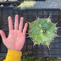 アガベ　
ハデスの画像