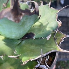 アガベ　
ハデスの画像