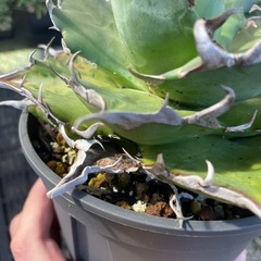 アガベ　
ハデスの画像