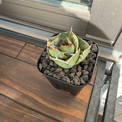 アガベ　チタノタ　ジャガーノート
の画像