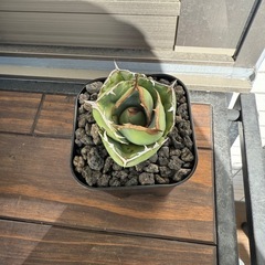 アガベ　チタノタ　ジャガーノート
の画像