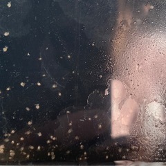 種用　タマミジンコ　ミジンコの画像