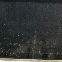 種用　タマミジンコ　ミジンコの画像