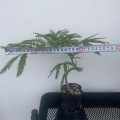 🧬螺旋エバーフレッシュ(実生)🧬の画像