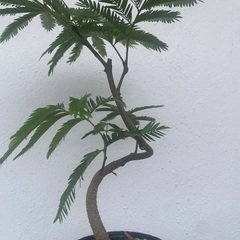 🧬螺旋エバーフレッシュ(実生)🧬の画像