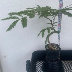 🧬螺旋エバーフレッシュ(実生)🧬の画像