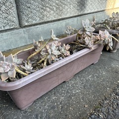 多肉植物の画像