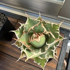 アガベ　チタノタ　スーパーシーザーの画像