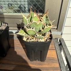 アガベ　チタノタ　スーパーシーザーの画像