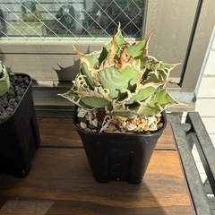 アガベ　チタノタ　スーパーシーザーの画像