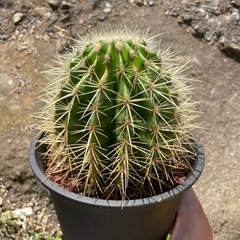 サボテン金鯱の画像