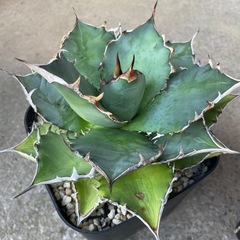 アガベオテロイの画像