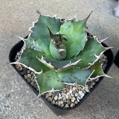 アガベオテロイの画像