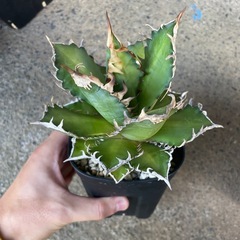 アガベオテロイの画像