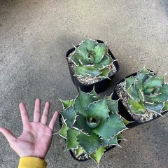 アガベオテロイの画像