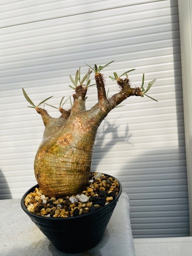 パキポディウム　グラキリス