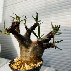 パキポディウム　グラキリスの画像