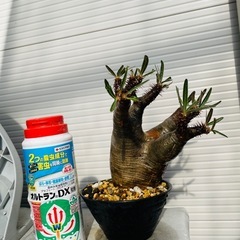 パキポディウム　グラキリスの画像