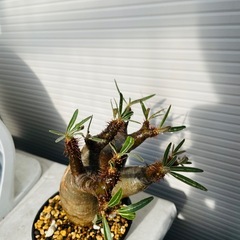 パキポディウム　グラキリスの画像